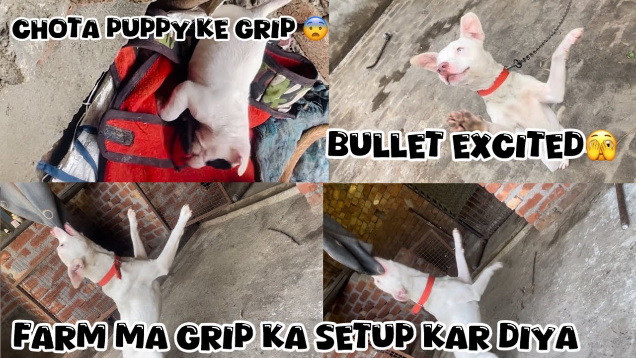 Bullet grip setup ko dik ka full excited ho gaye 🫣@NikhilPetHouse 