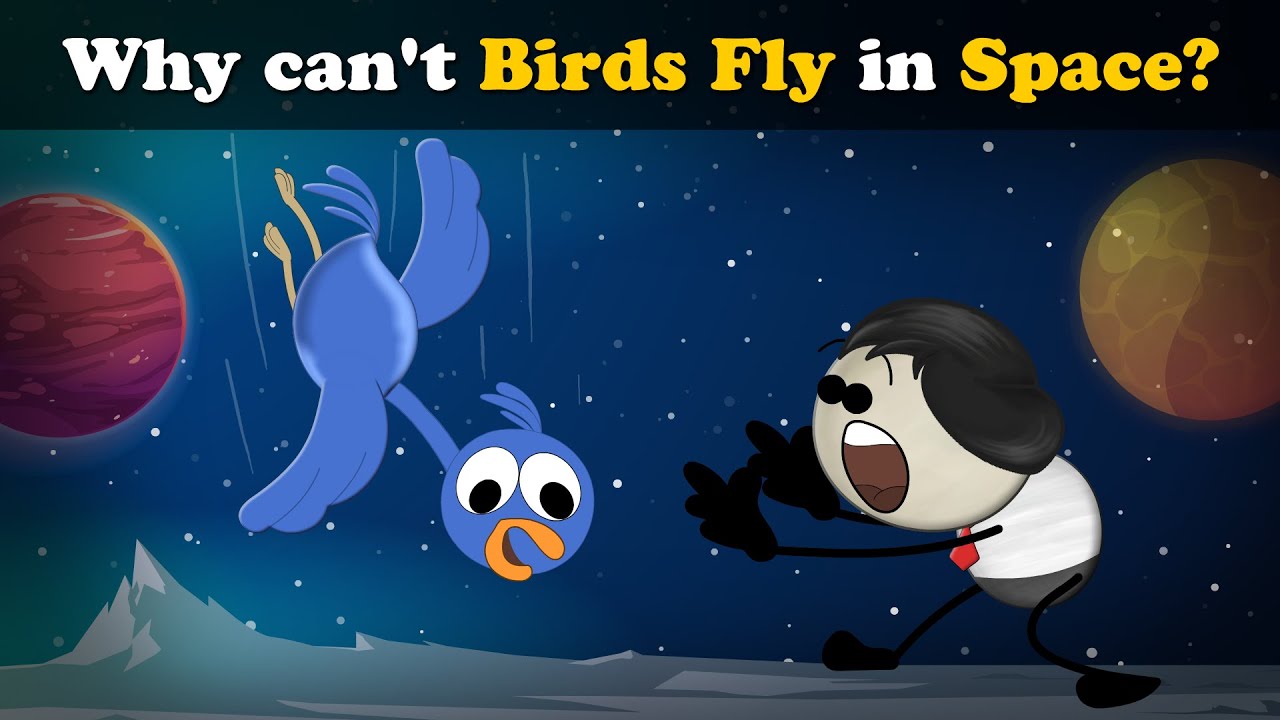 Why can't Birds Fly in Space? + more videos | 