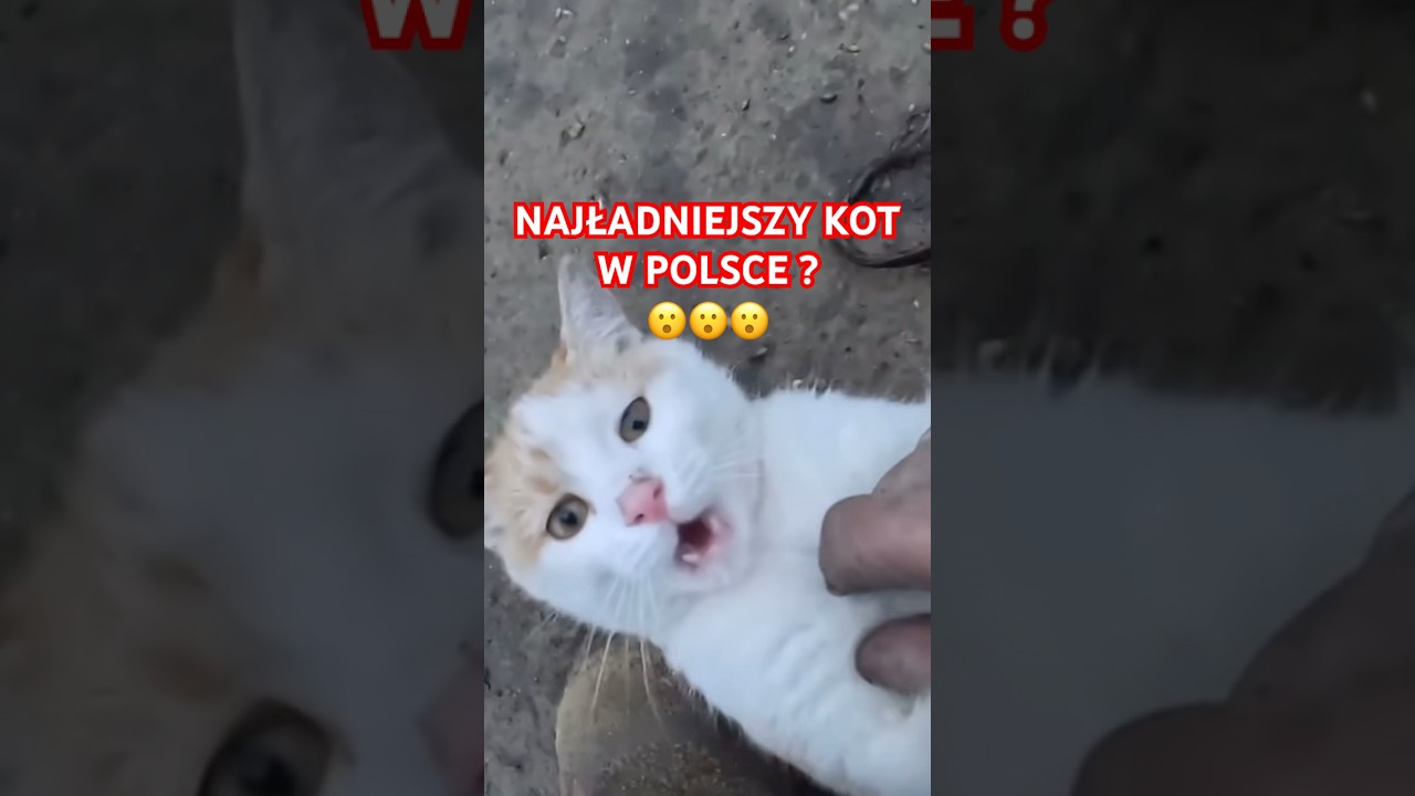 NAJŁADNIEJSZY KOT W POLSCE CZY W PARCZEWIE ?!😮😮😮 #funnymoments #shorts #graoplon #cat