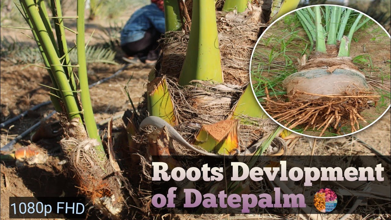 How To Develop roots Of DatePalm||खजूर Ke Podhe Ko Grow Karne ka तरीका#greengujratfarming