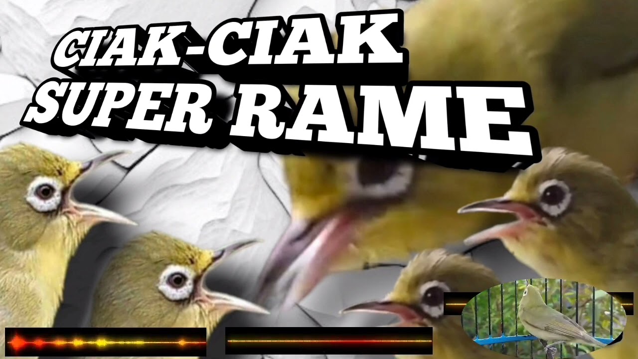 Ciak-ciak jos super rame paling cepat bikin kecial kuning gacor