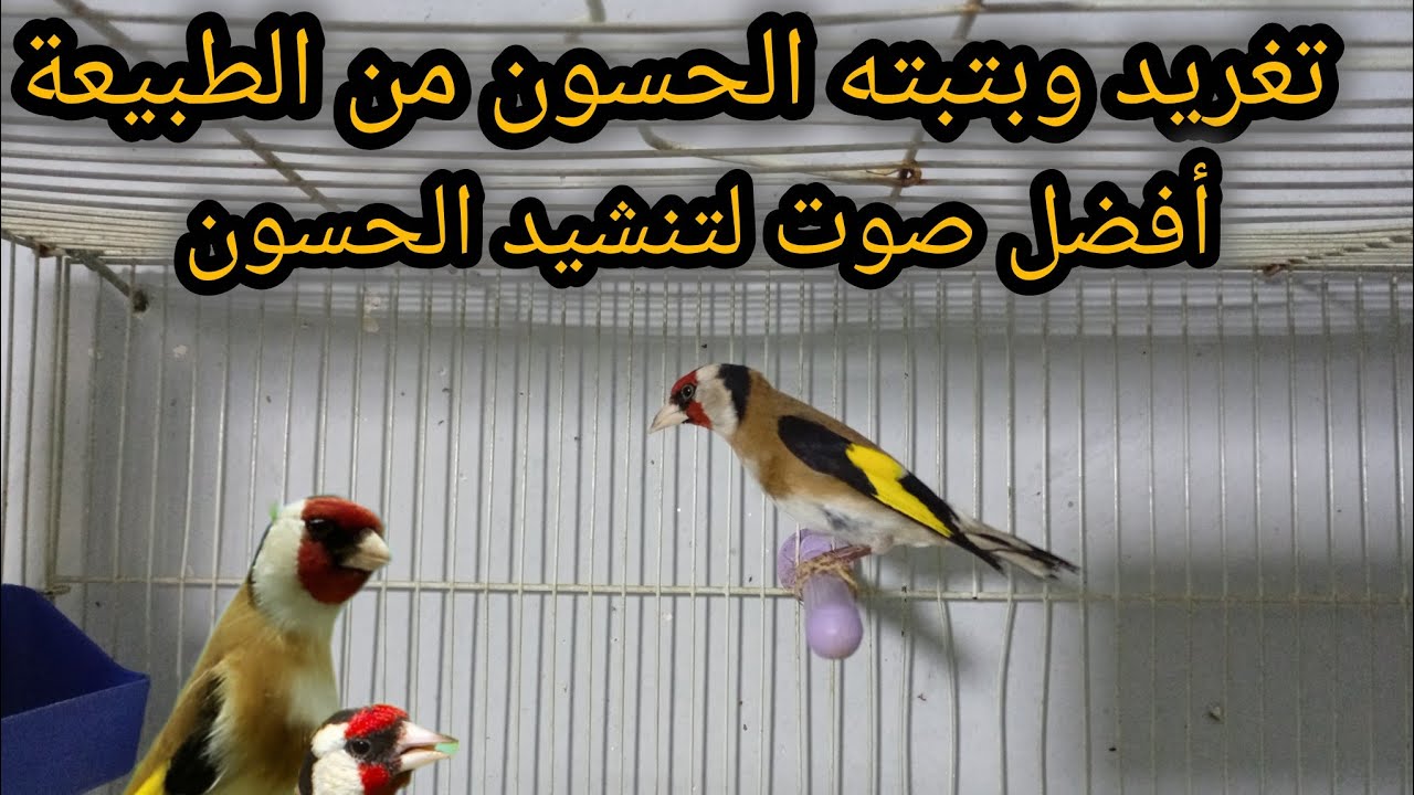 🌿صوت الطبيعه الحسون يميّزه عن باقي الطيور ويجعله محبوبًا لدى المربين💯🤝🏻