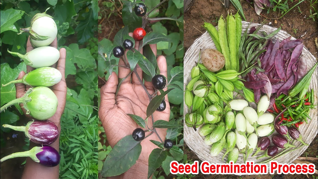 ஆடிப்பட்டம் | விதை மற்றும் விதைப்பு முறைகள் | செடிகளுக்கு தண்ணீர் பாய்ச்சுவது எப்படி? விதை உறக்கம்?