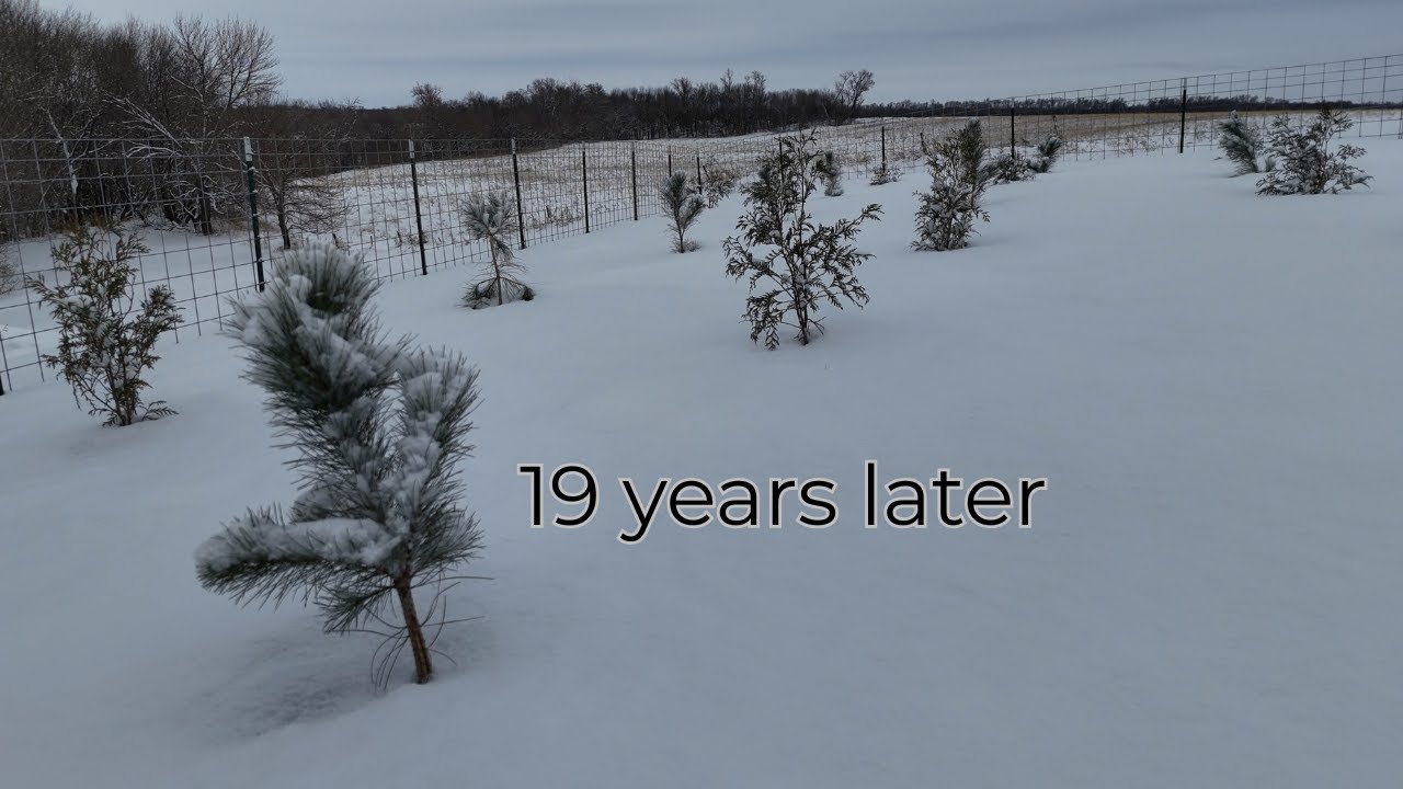 We Planted the First Trees in 19 Years