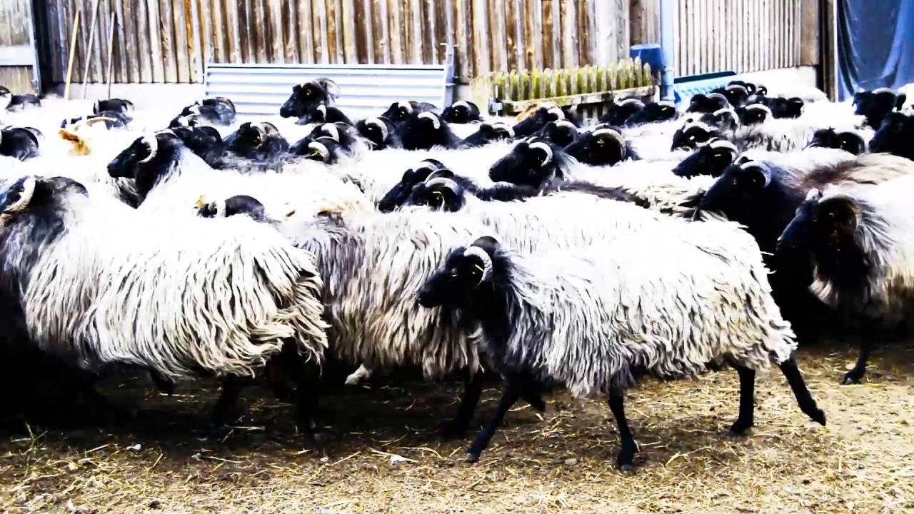 Heidschnucken