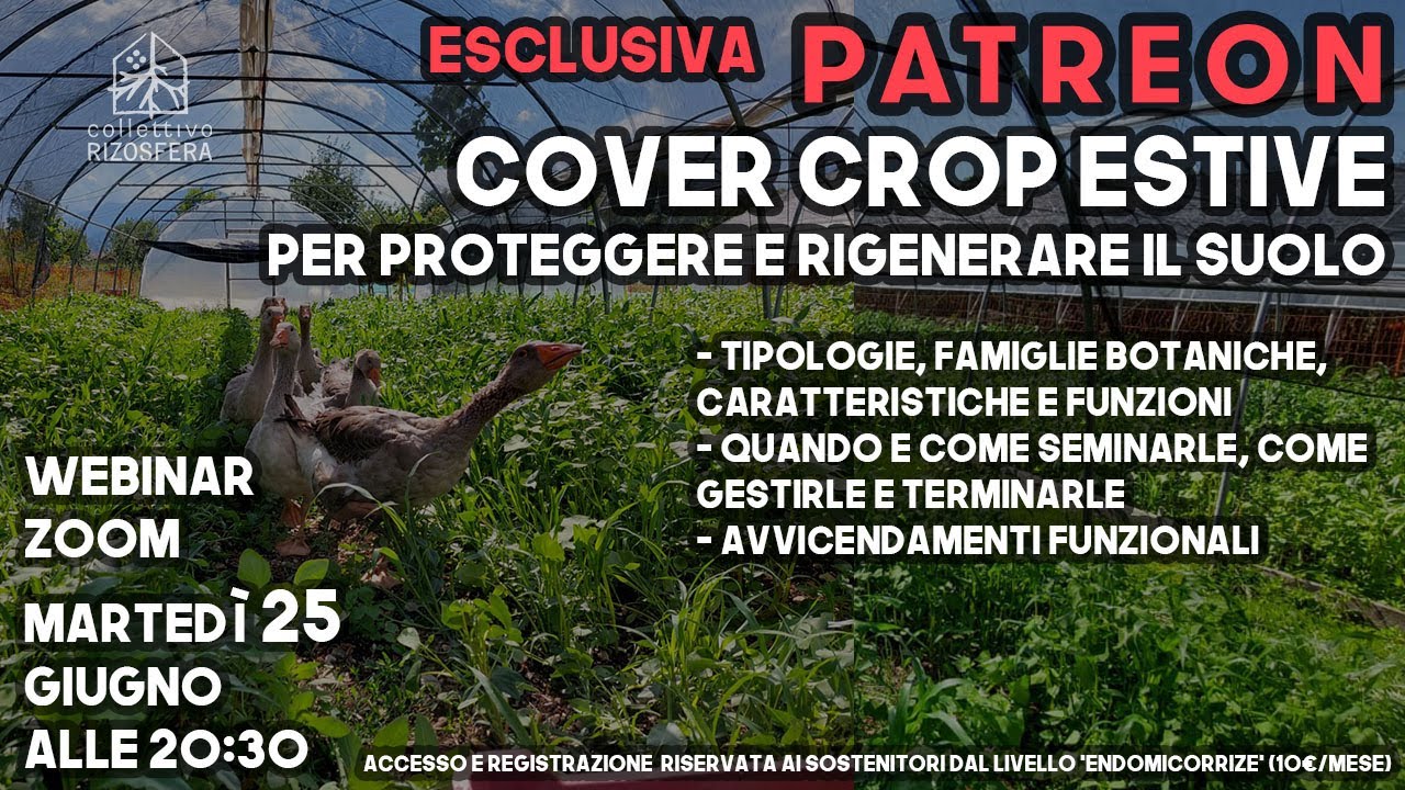 Cover crop estive per proteggere e rigenerare il suolo  - Estratto FOCUS PATRONS