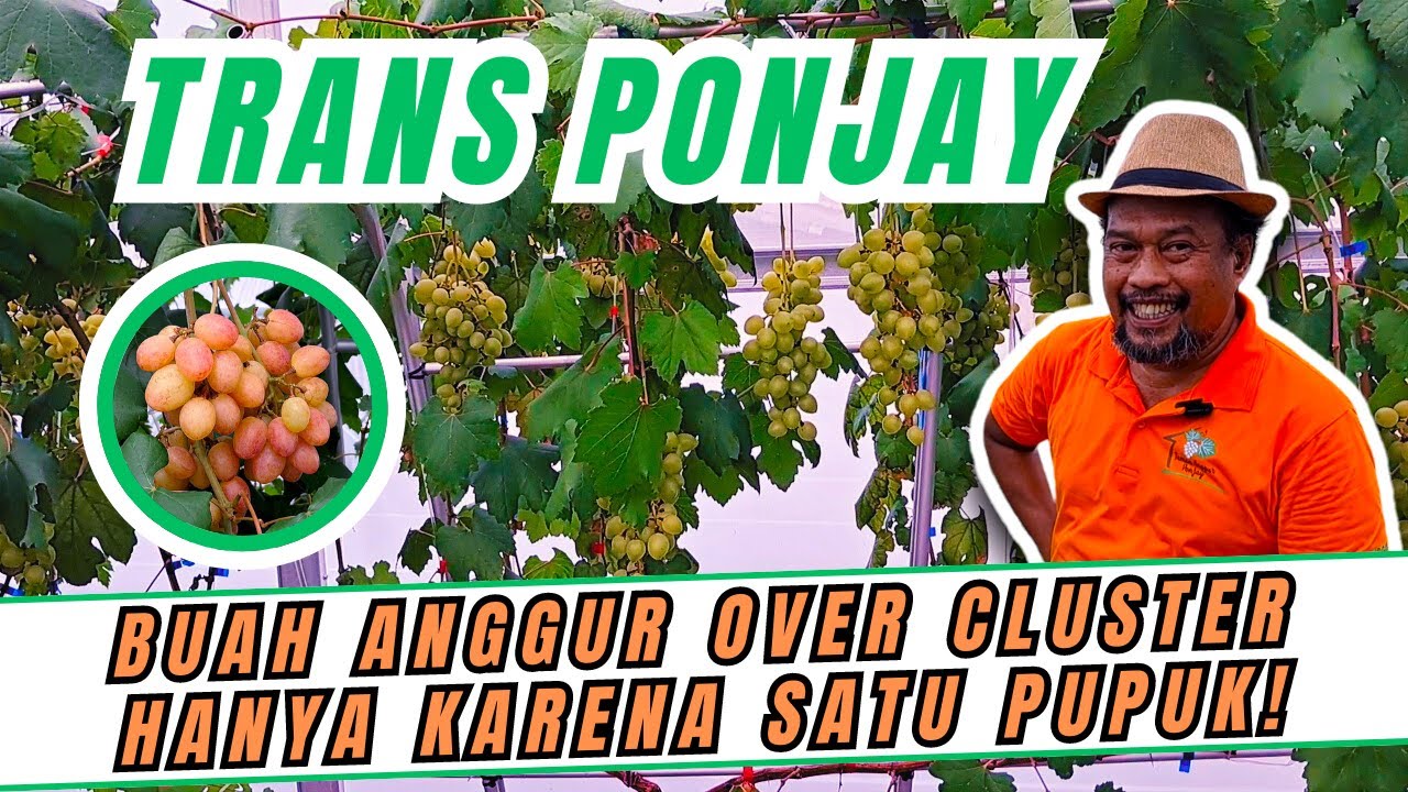 GOKIL SIH ASLI! HANYA KARENA SATU JENIS PUPUK BUAH ANGGUR JADI OVER CLUSTER DI TAMAN ANGGUR PONJAY