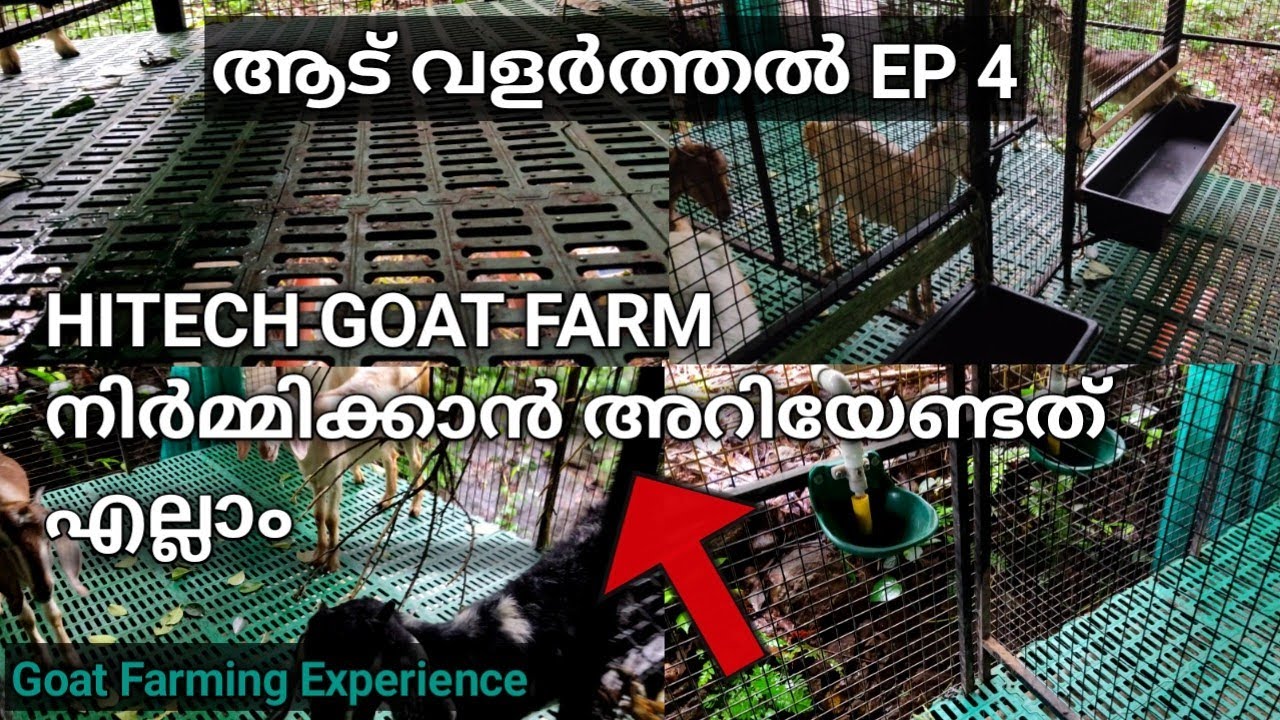 HITECH goat fram making ഇത് കാണാതെ പോകരുത്.Goat Farming Malayalam EP4.