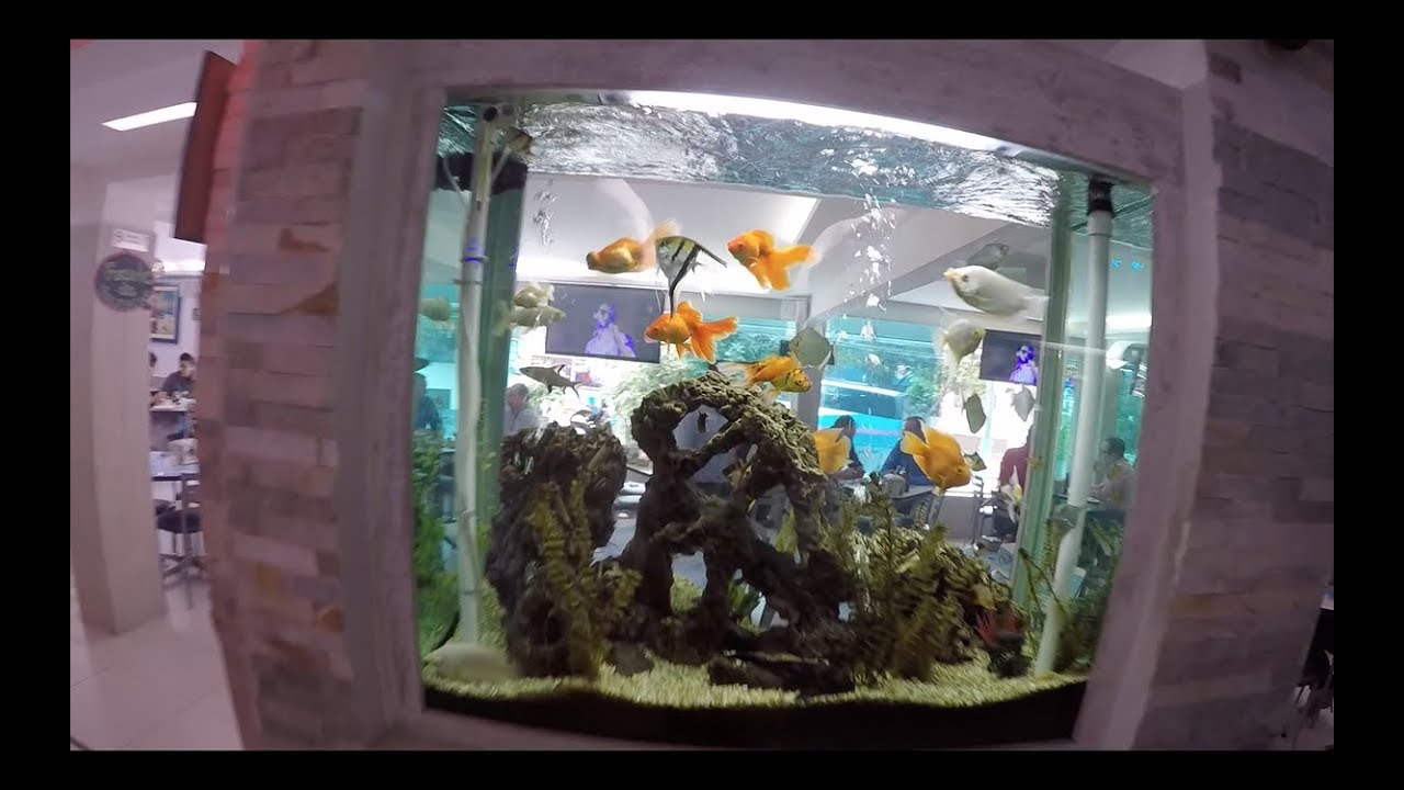 Mejorando el acuario#10 Papá de Roberto||||||🐡  🐠  👍