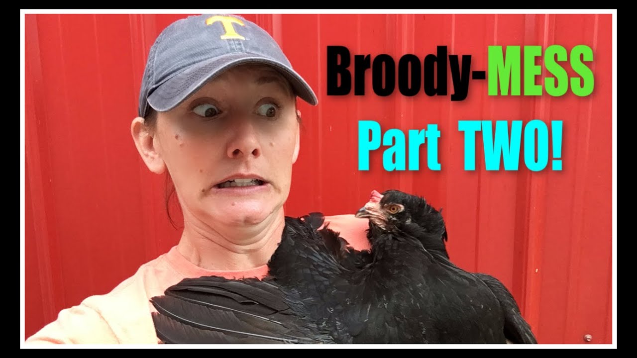 Broody-MESS TWO!