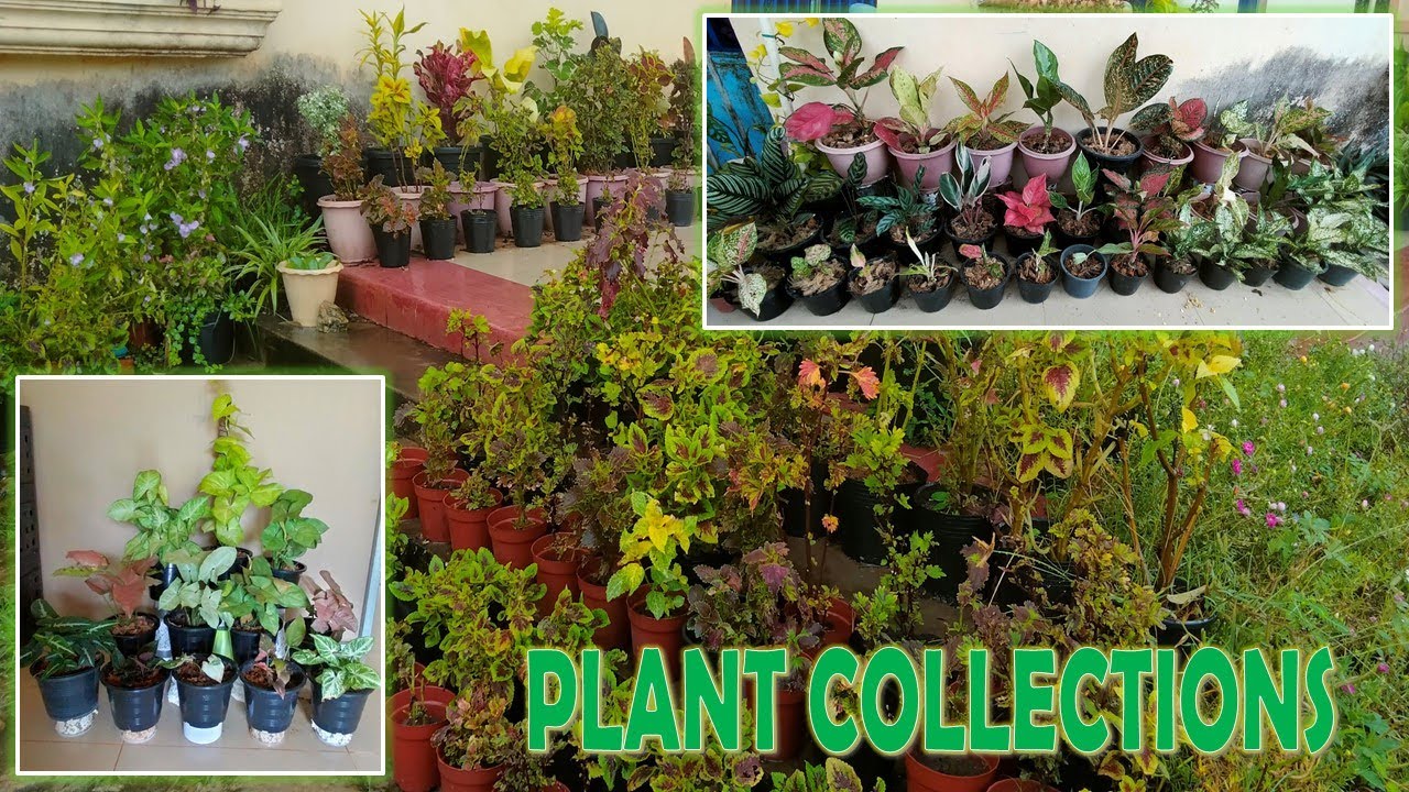 PLANT COLLECTIONS