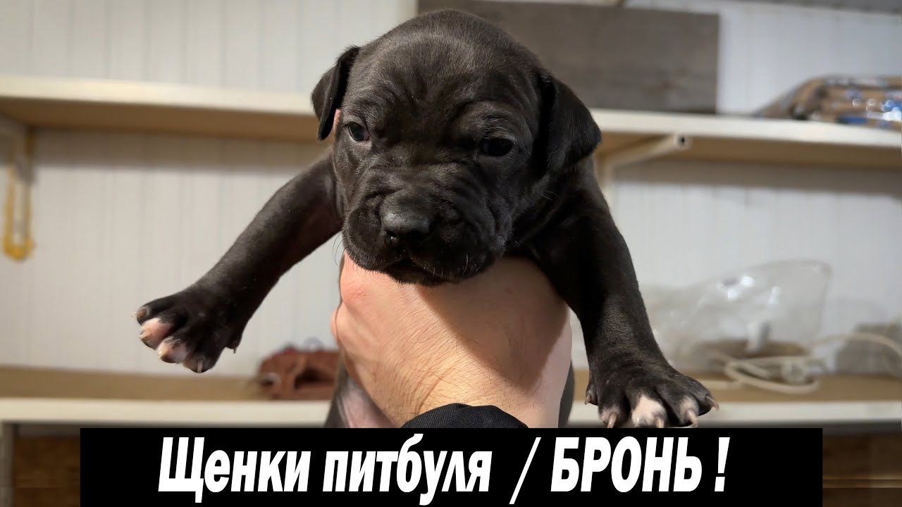 Щенки Питбуля на продажу ! Бронь ! Щенки от питомника Dragon Life. Купить щенков питбуля.