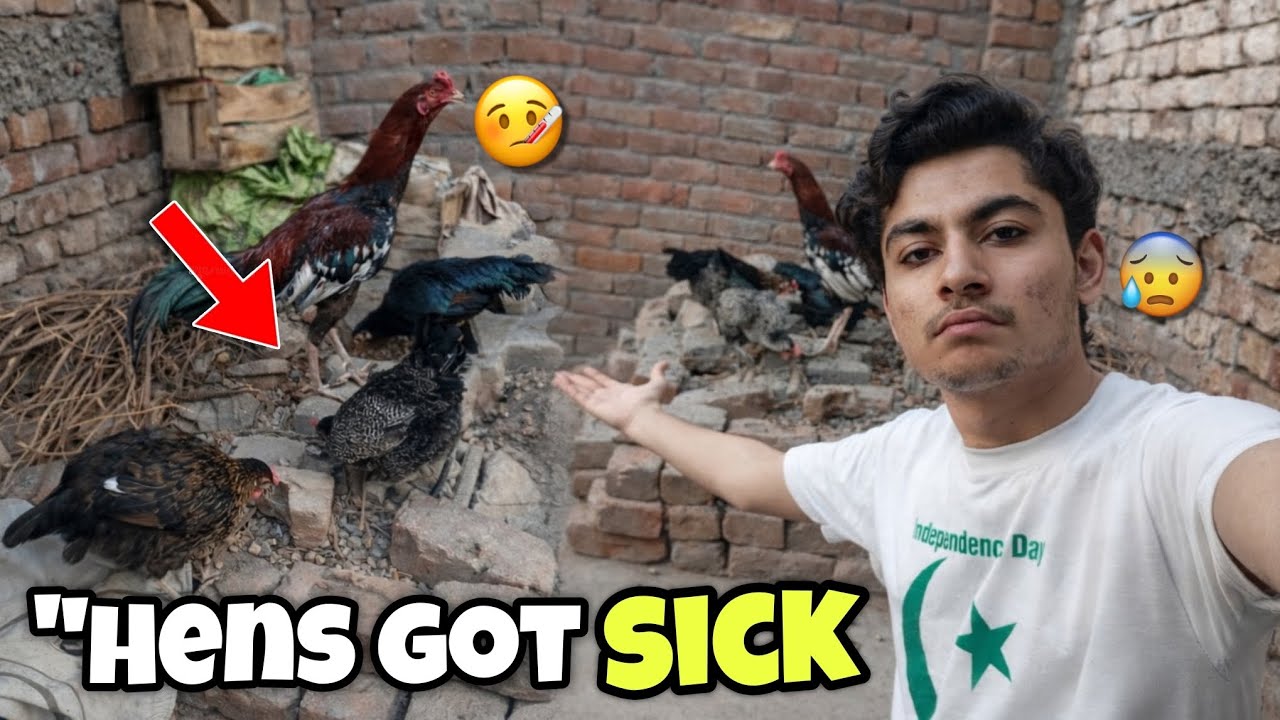 Hamari sari murgiyan achanak SE bimar q horhi hai😟😟