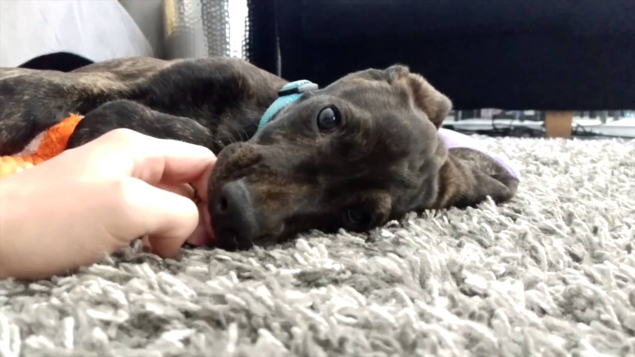 Plott Hound Puppy 