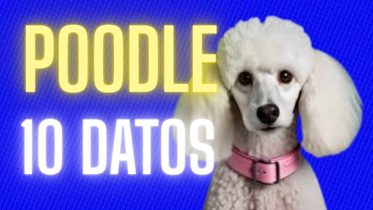10 Datos Sobre el Caniche Que NADIE Te Cuenta 😱🐩