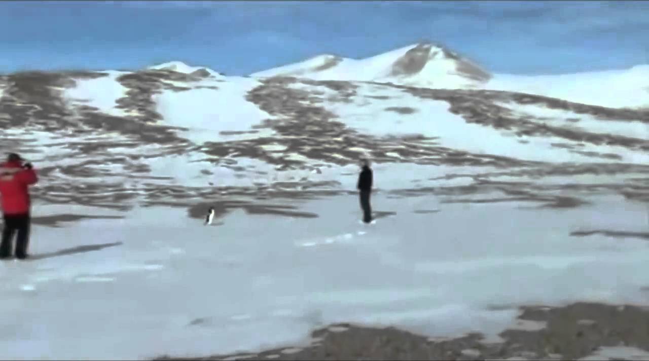 Existential Crisis of A Penguin - Werner Herzog