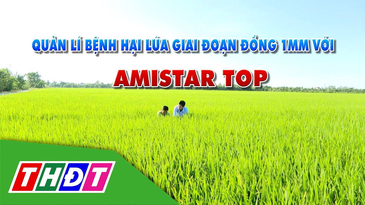 Quản lí bệnh hại lúa giai đoạn đòng 1mm với Amistar Top | Syngenta Thông tin nông nghiệp | THDT