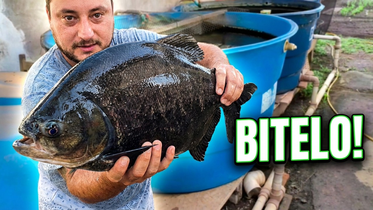 Densidade Brutal: 50 KG de Peixe no Sisteminha!
