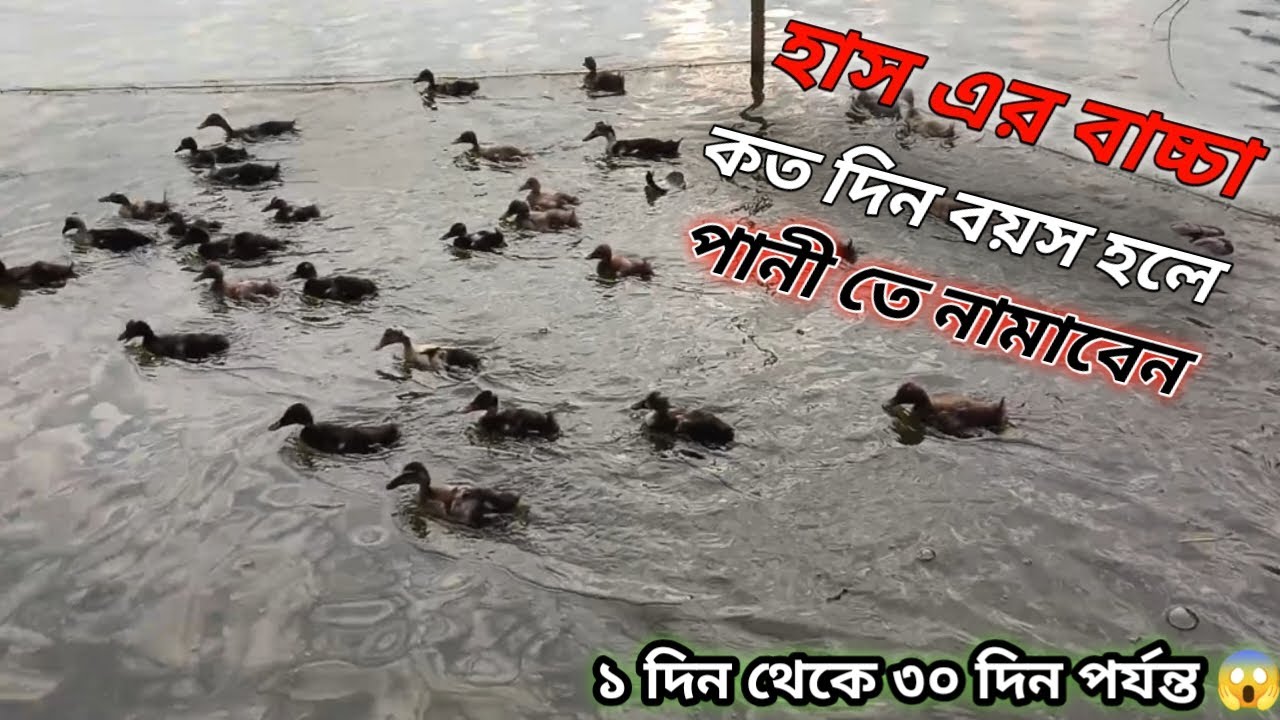হাস এর বাচ্চা কত দিন বয়স হলে পানী তে নামাবেন 😱🦆😱 || Duck fram video 2026 🦆