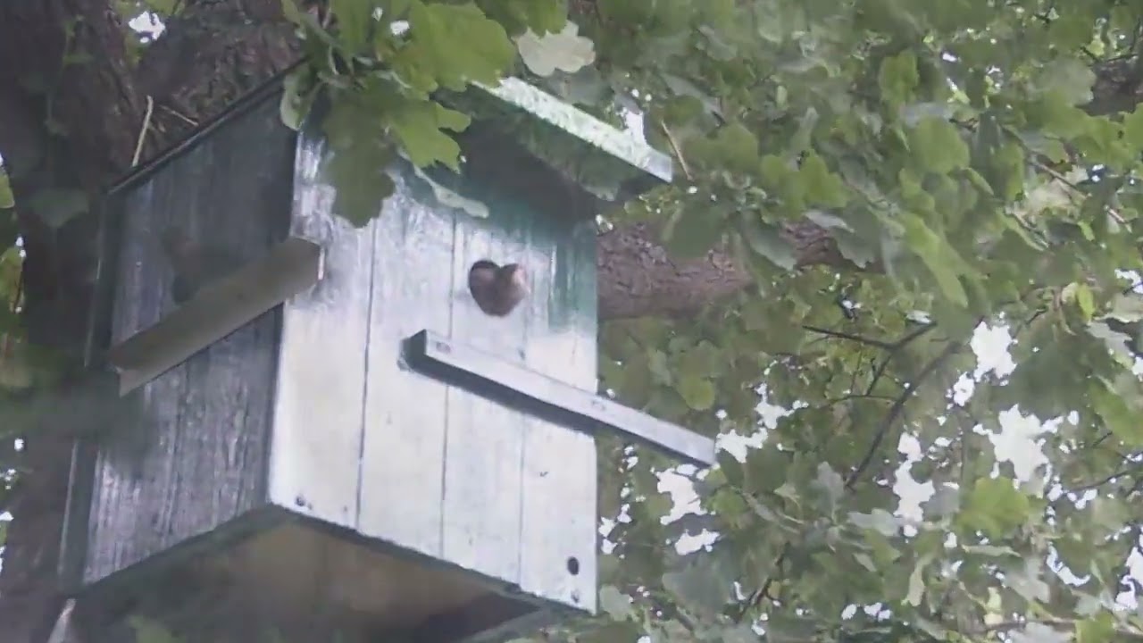 😭😭😭 Steckbrief Star Teil 5 Brutale Natur Vögel unserer Heimat