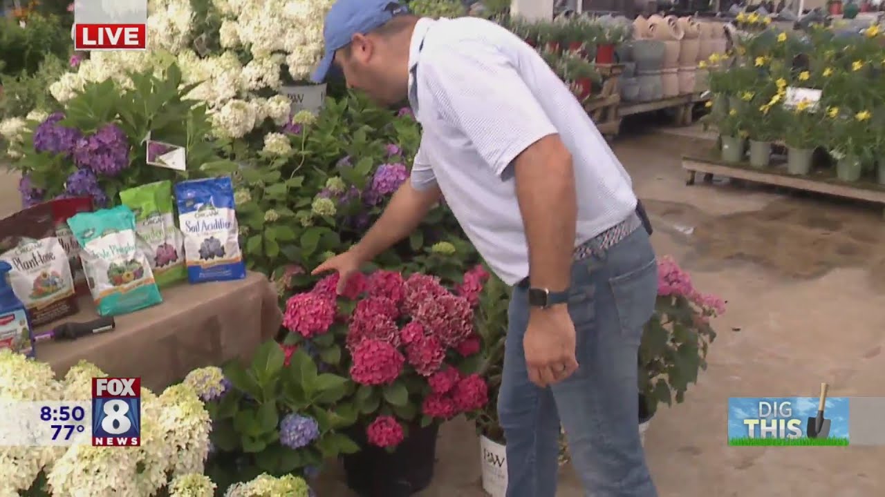 Dig This: Hydrangea Help from AJ Petitti