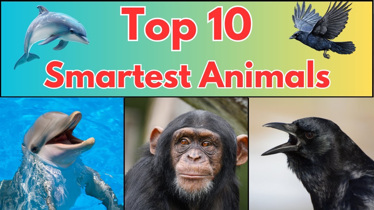 10 самых умных животных | Интересные факты о животных для детей 🧠🐾