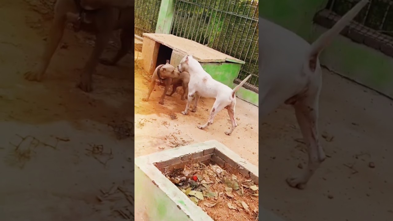 Dogo Argentino meets two Pit Bulls