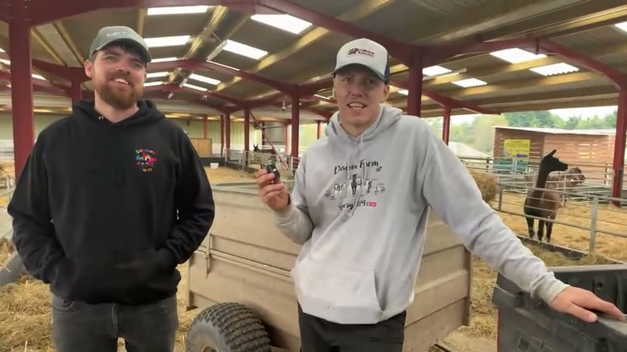 Golden Guernsey concern and an escaped male Pygmy goat threatens kidding time!