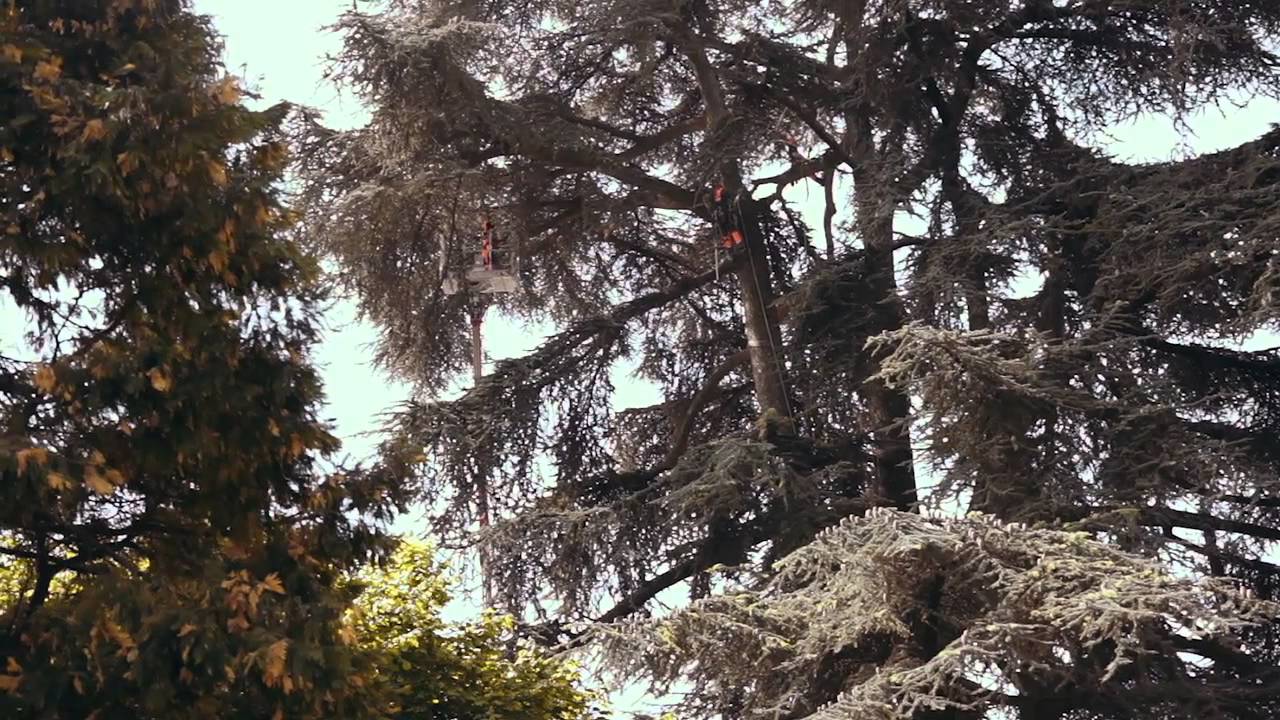 Arboricoltori professionisti adottano Cedro del Libano a Mariano Comense (CO)