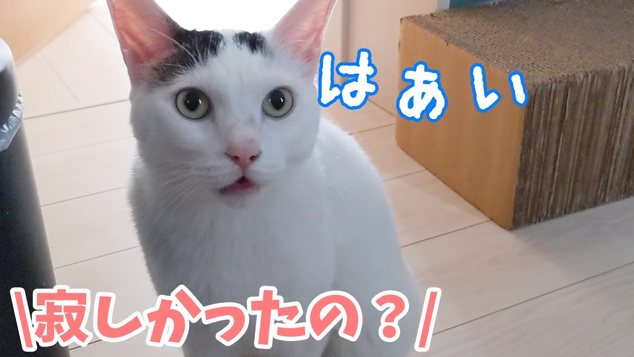 たくさんお喋りしてみんなに甘えたい日のお喋り猫チロさん