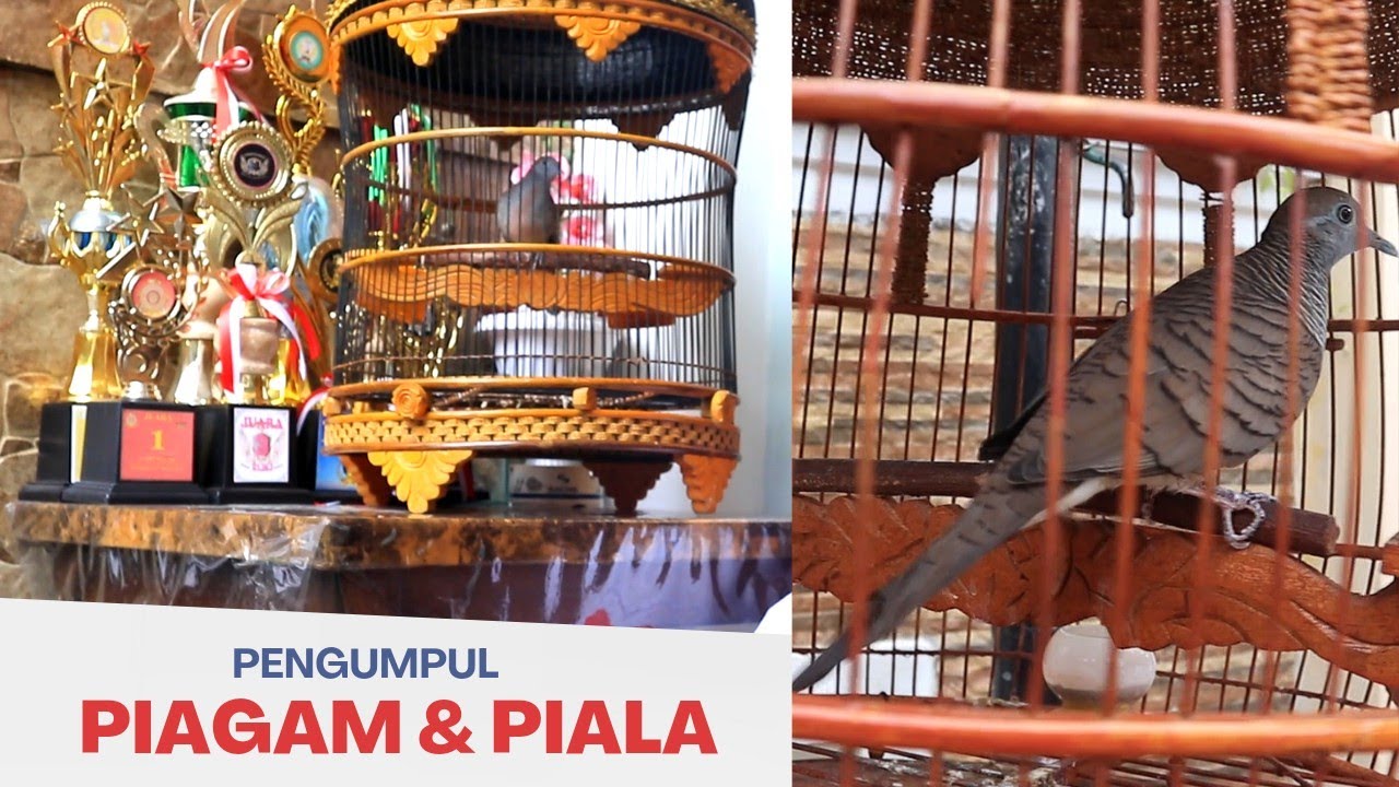 SIBOLANG PENJELAJAH GANTANGAN PERKUTUT LOKAL