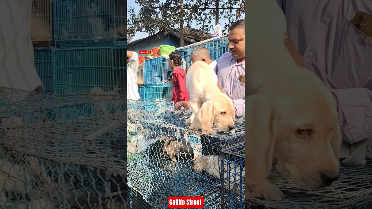 Pet Market Kolkata 😍/lowest price puppy dog/Gallif Street dogs #shorts #viral #dog #dogs #doglover