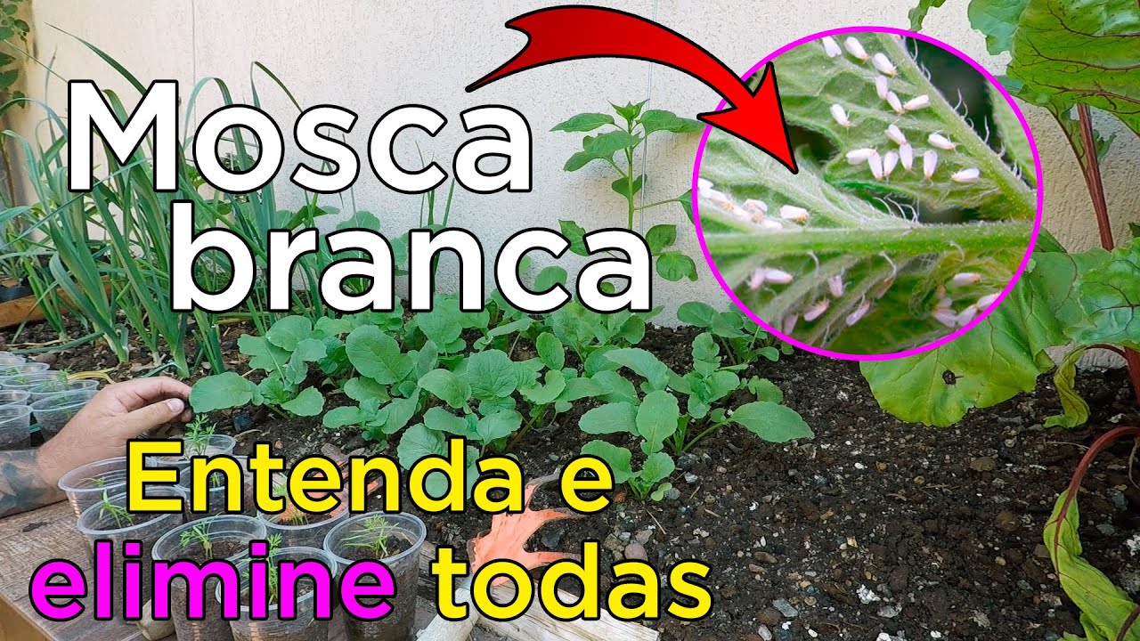 Mosca Branca O Que é e Qual Repelente Usar Para Combater