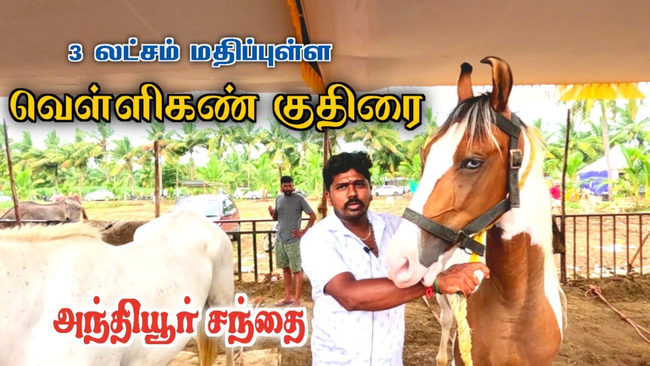 😱வெள்ளிகண் குதிரை🔥லட்சங்களில் விலை போகும் தரமான குதிரைகள். Anthiyur market horse rekla erode