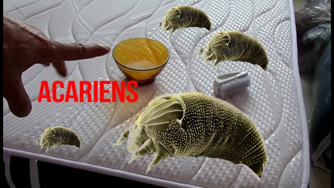 Comment se débarrasser des acariens dans un matelas ?(astuces)