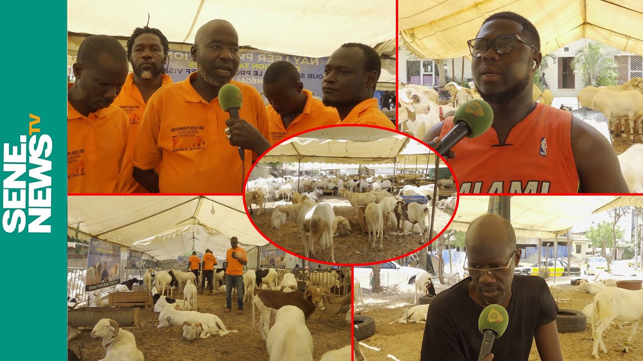 Tabaski 2025 : Il faut combien pour se procurer un mouton à Dakar ?