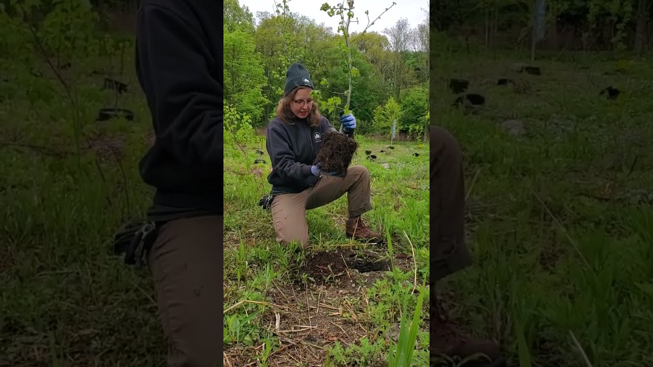 How to Plant A Tree