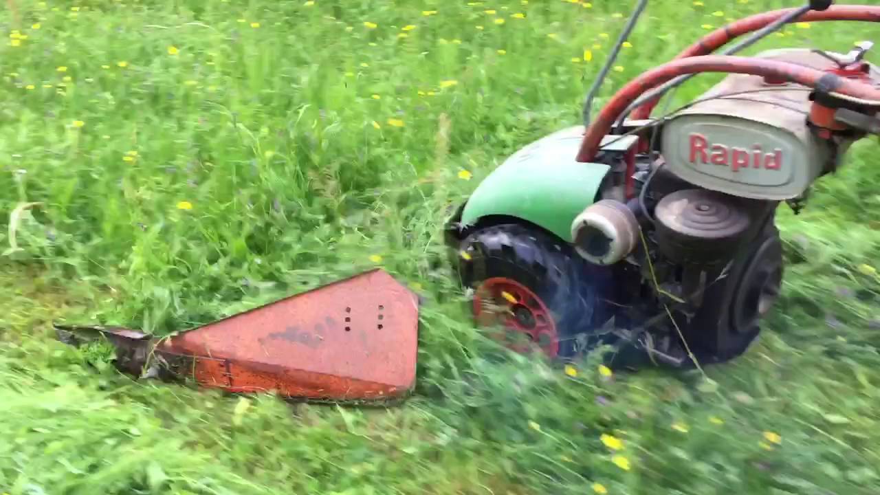 Rapid Rex