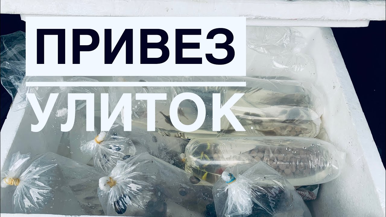 Улитки неретина и теломелани