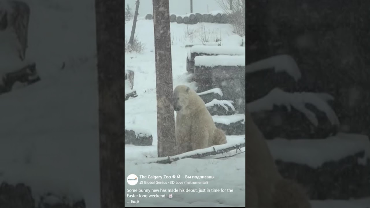 Карантин Йелле закончился.Jelle's quarantine is over. #белыймедведь #zoo #polarbear #animals