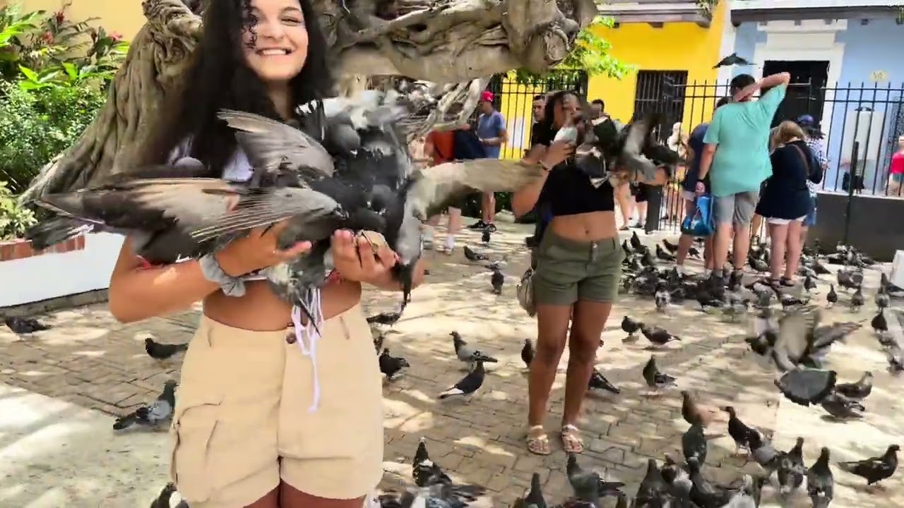 PARQUE DE LAS PALOMAS EN EL VIEJO SAN JUAN, PUERTO RICO 🇵🇷 OLD SAN JUAN ….