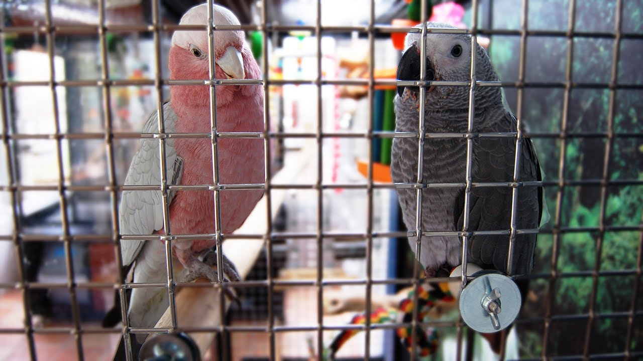 How to Bond With Multiple Birds in the Same Cage | Taming Multiple Birds in One Cage