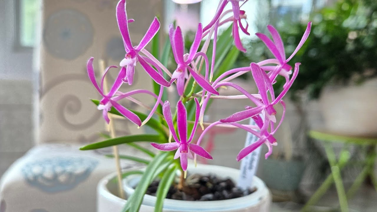 Учебное пособие по уходу за Neofinetia falcata: свет, температура, полив и удобрение (2024)