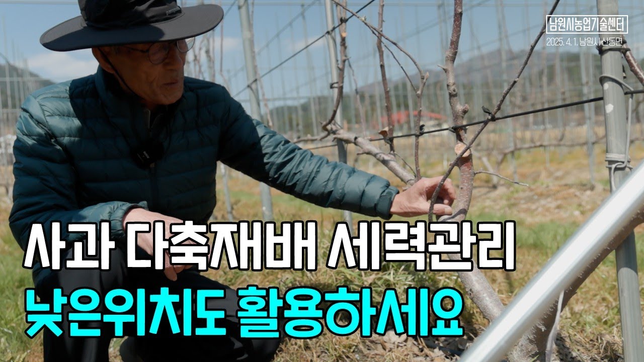사과 다축재배 세력관리 낮은 위치도 활용하세요