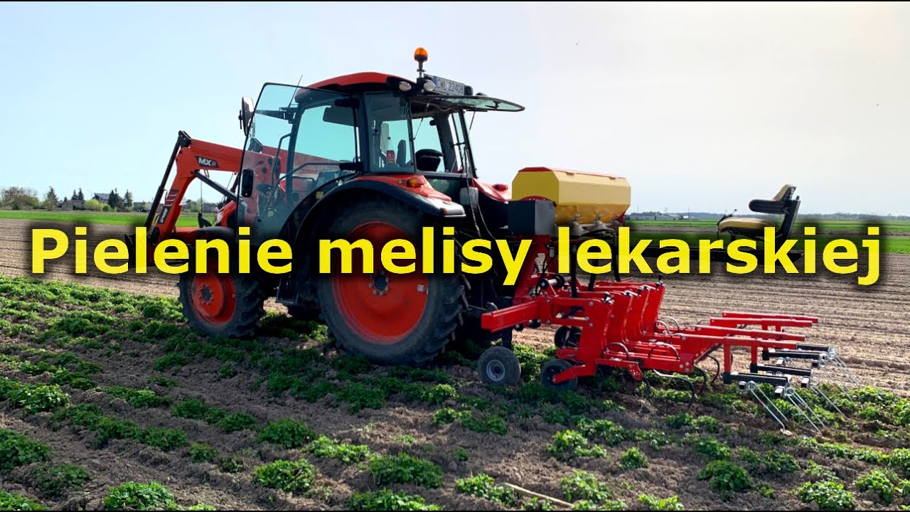 Ekopielnik w melisie lekarskiej