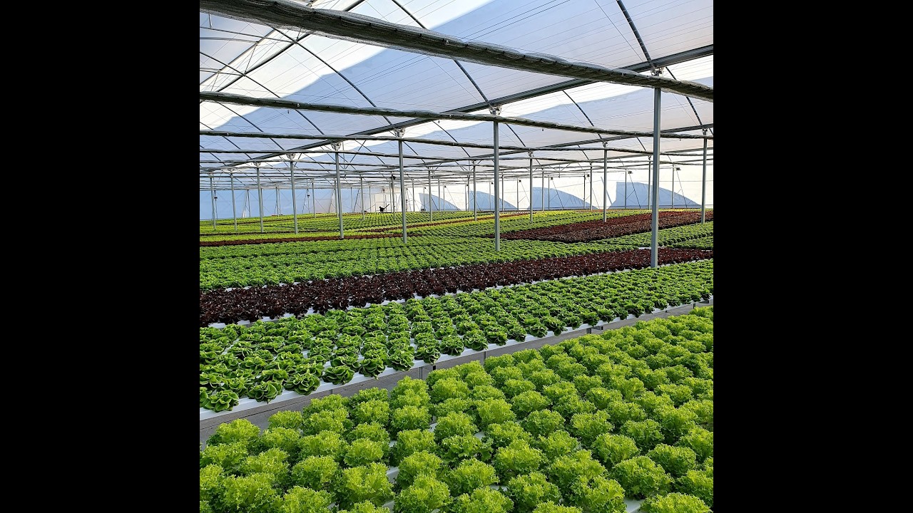 NFT verano (cultivo para manual).
