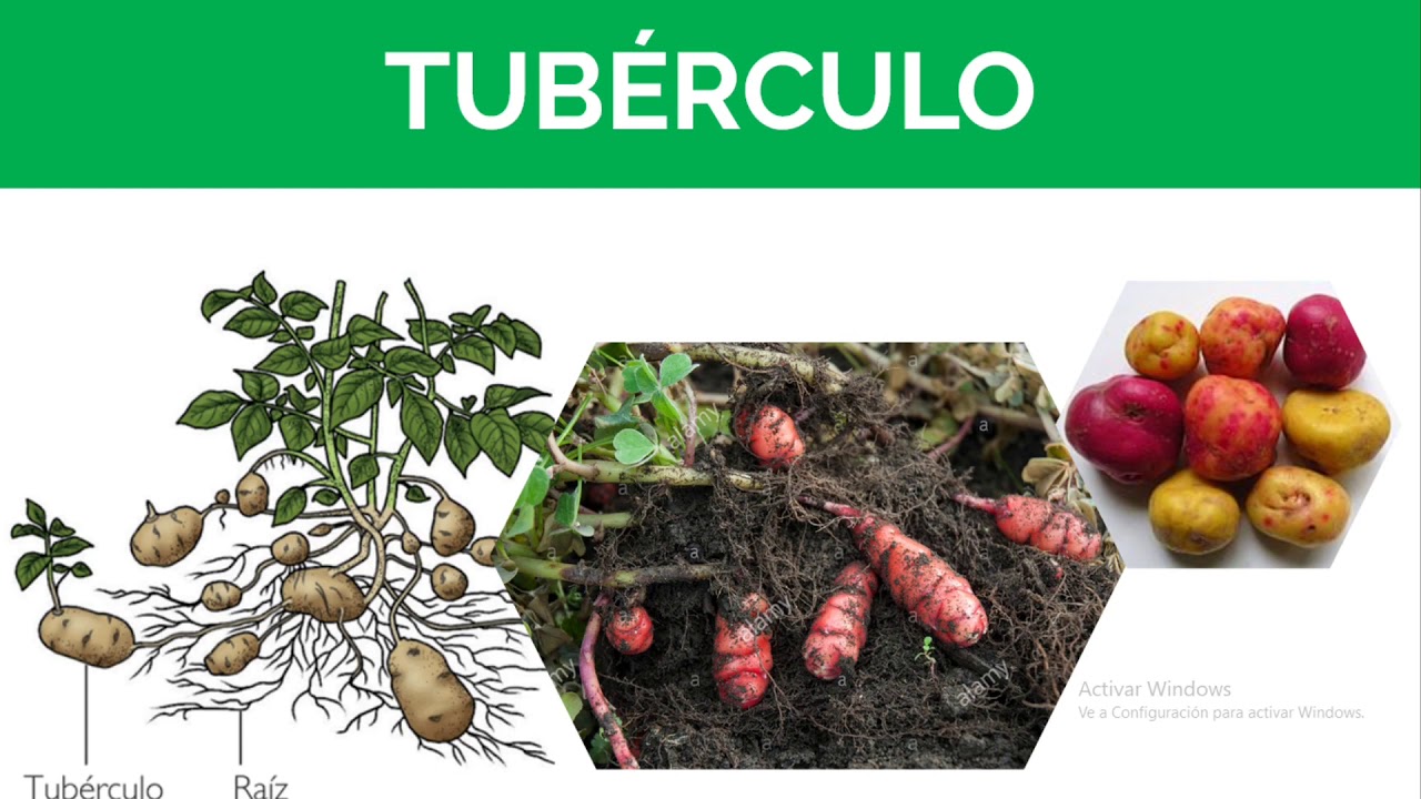 CLASIFICACIÓN DE TALLOS
