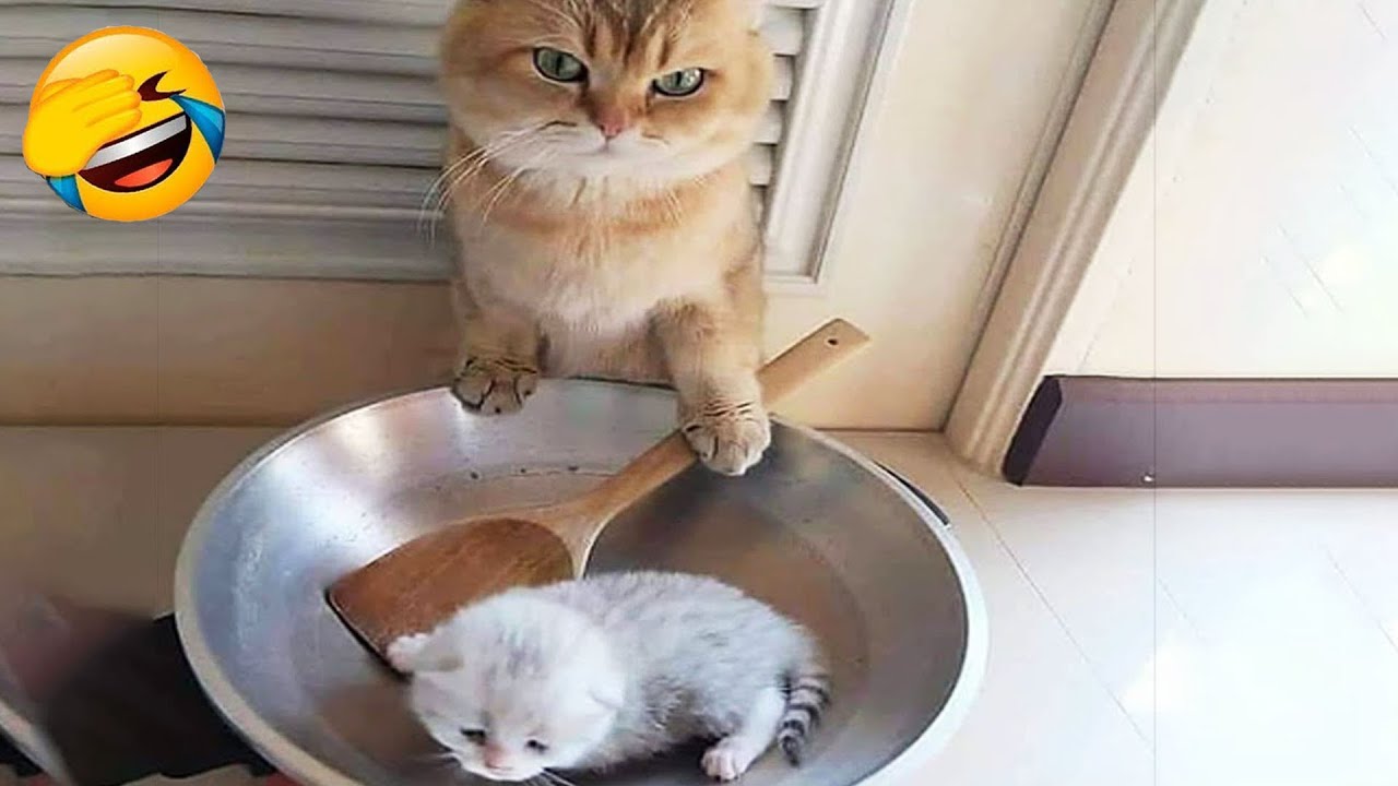 You Laugh You Lose 🤣😅 Best Funny Cats and Dogs Videos 😻🐶 Part 21