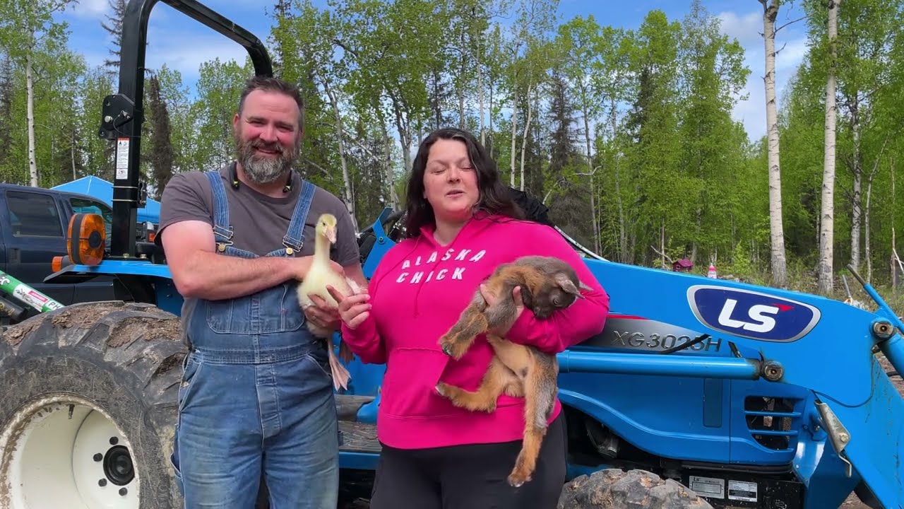 WE BONDED A GOOSE AND A GOAT - UNUSUAL FARM FRIENDSHIP - HOMESTEADING ALASKA