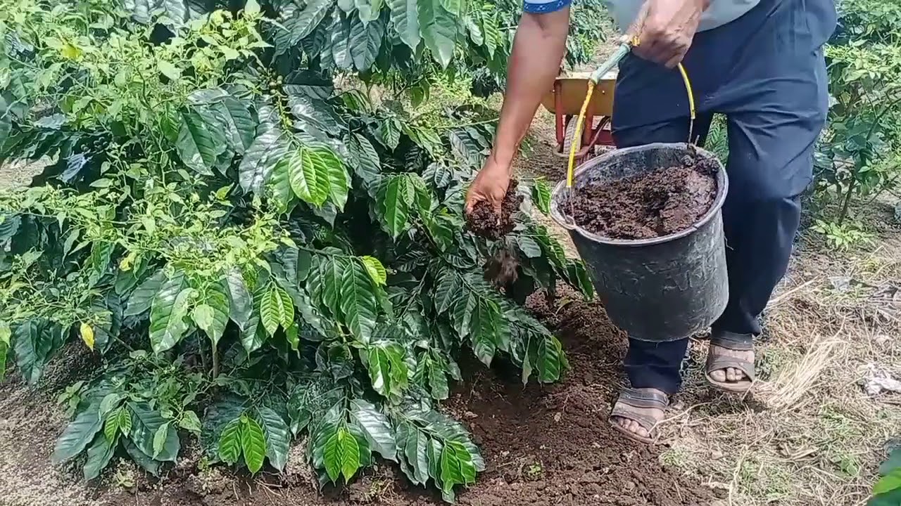 Management Pemupukan Dan Perawatan Budidaya Kopi Arabika